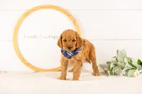 Rainer - mini, a male Miniature Goldendoodle for sale in Goshen, IN – 10 of 10