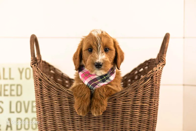 Ash - Mini – Miniature Goldendoodle puppy for sale in Goshen, IN