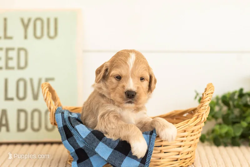 Ruby - Mini – Miniature Goldendoodle puppy for sale in Goshen, IN
