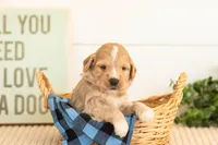 Ruby - Mini, a female Miniature Goldendoodle for sale in Goshen, IN – 1 of 5