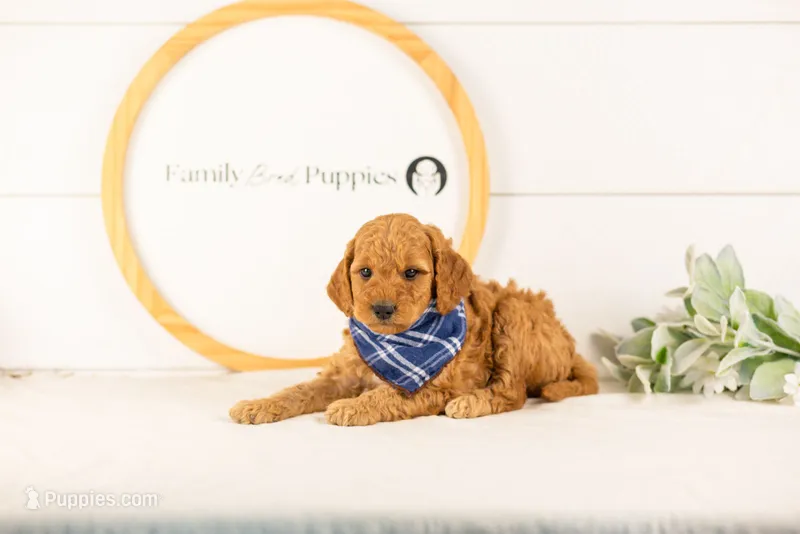 Rainer - mini – Miniature Goldendoodle puppy for sale in Goshen, IN