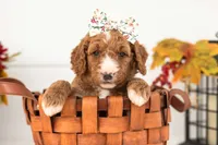 Evelyn - Medium, a female Goldendoodle for sale in Goshen, IN – 4 of 4