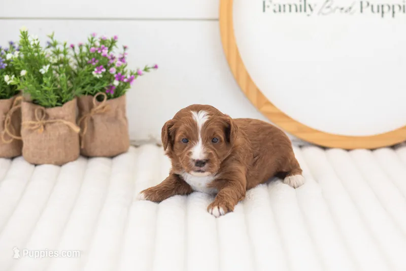 Maddy - Mini, a female Miniature Goldendoodle for sale in Goshen, IN – 1 of 4