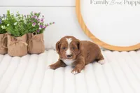 Maddy - Mini, a female Miniature Goldendoodle for sale in Goshen, IN – 1 of 4