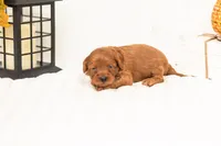 Stan - Micro, a male Goldendoodle for sale in Goshen, IN – 3 of 5