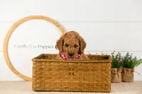 Rainer - mini, a male Miniature Goldendoodle for sale in Goshen, IN – 8 of 10