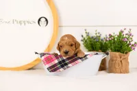 Putzie - Medium, a male Goldendoodle for sale in Goshen, IN – 3 of 4