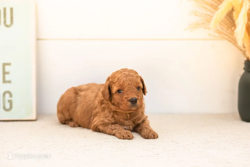 Ladybug - Mini – Goldendoodle puppy for sale in Goshen, IN