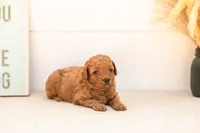 Ladybug - Mini, a female Goldendoodle for sale in Goshen, IN – 1 of 4