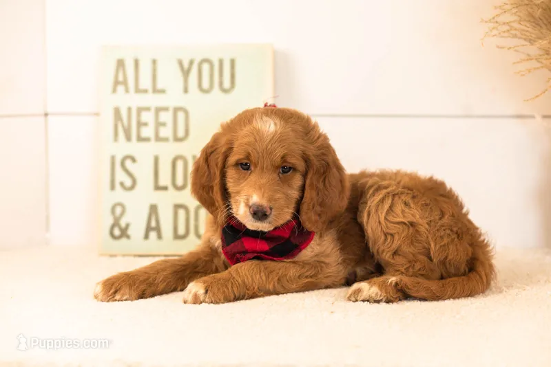 Marley - Medium – Goldendoodle puppy for sale in Goshen, IN