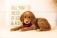 Marley - Medium, a male Goldendoodle for sale in Goshen, IN – 1 of 7