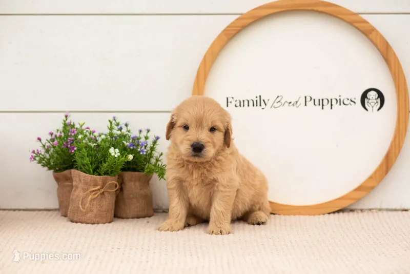 Emry - Medium – Goldendoodle puppy for sale in Goshen, IN