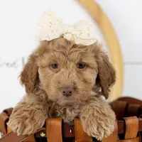 Alabama - Toy, a female Goldendoodle for sale in Goshen, IN – Photo 3 of 10