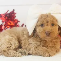 Alabama - Toy, a female Goldendoodle for sale in Goshen, IN – Photo 5 of 10