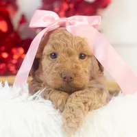 Alabama - Toy, a female Goldendoodle for sale in Goshen, IN – Photo 7 of 10