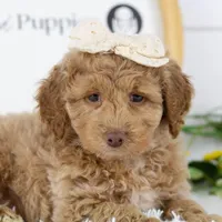 Alabama - Toy, a female Goldendoodle for sale in Goshen, IN – Photo 4 of 10