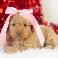 Alabama - Toy, a female Goldendoodle for sale in Goshen, IN – Photo 10 of 10