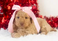 Alabama - Toy, a female Goldendoodle for sale in Goshen, IN – Photo 4 of 8