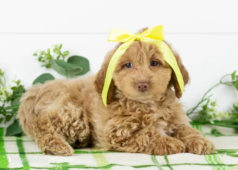 Alabama - Toy – Goldendoodle puppy for sale in Goshen, IN