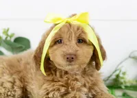 Alabama - Toy, a female Goldendoodle for sale in Goshen, IN – Photo 2 of 10