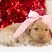 Alabama - Toy, a female Goldendoodle for sale in Goshen, IN – Photo 8 of 10