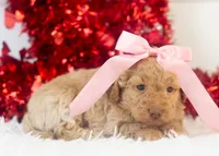 Alabama - Toy, a female Goldendoodle for sale in Goshen, IN – Photo 2 of 8