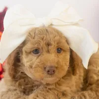 Alabama - Toy, a female Goldendoodle for sale in Goshen, IN – Photo 6 of 10