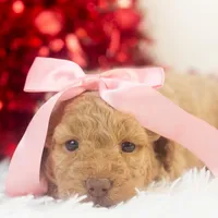 Alabama - Toy, a female Goldendoodle for sale in Goshen, IN – Photo 9 of 10