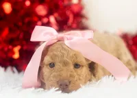 Alabama - Toy, a female Goldendoodle for sale in Goshen, IN – Photo 3 of 8
