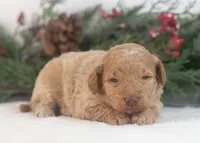 Alabama - Toy, a female Goldendoodle for sale in Goshen, IN – Photo 6 of 8