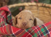 Alabama - Toy, a female Goldendoodle for sale in Goshen, IN – Photo 8 of 8