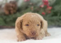 Alabama - Toy, a female Goldendoodle for sale in Goshen, IN – Photo 5 of 8