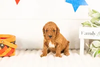 Glacier - mini, a male Miniature Goldendoodle for sale in Goshen, IN – 1 of 3