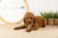 Glacier - mini, a male Miniature Goldendoodle for sale in Goshen, IN – 5 of 10