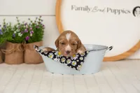 Blaze - Mini, a male Miniature Goldendoodle for sale in Goshen, IN – 3 of 4
