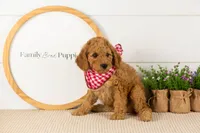 Rainer - mini, a male Miniature Goldendoodle for sale in Goshen, IN – 7 of 10