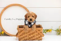 Barley - Medium, a male Goldendoodle for sale in Goshen, IN – 4 of 4