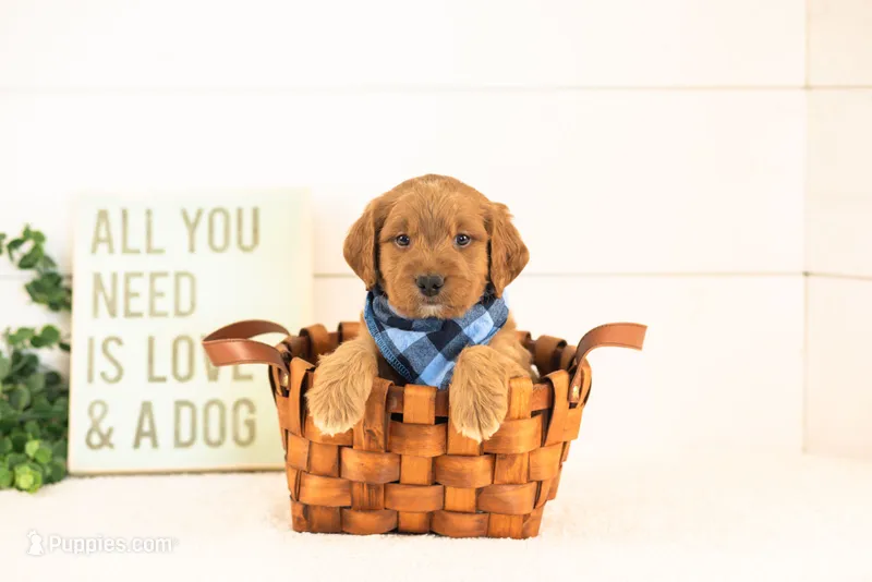Cooper - Medium – Goldendoodle puppy for sale in Goshen, IN
