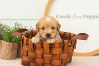 Ezra - Medium, a male Goldendoodle for sale in Goshen, IN – 6 of 9