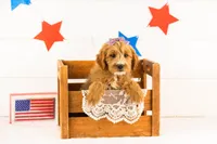 Phoebe - Medium, a female Goldendoodle for sale in Goshen, IN – 3 of 6