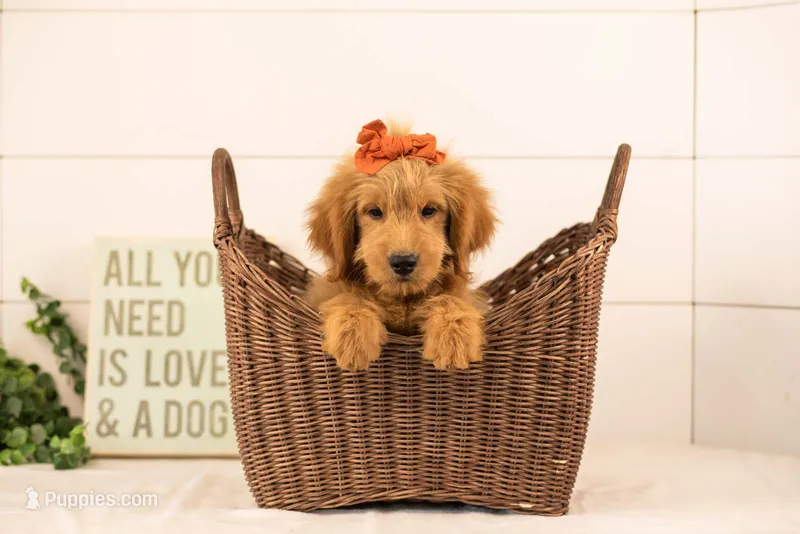 Esme - Medium – Goldendoodle puppy for sale in Goshen, IN