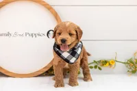 Barley - Medium, a male Goldendoodle for sale in Goshen, IN – 2 of 4