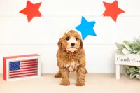 Mary - Mini, a female Miniature Goldendoodle for sale in Goshen, IN – 1 of 3