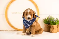 Gruyere - Micro, a male Goldendoodle for sale in Goshen, IN – 5 of 10