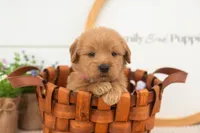 Esme - Medium, a female Goldendoodle for sale in Goshen, IN – 3 of 7