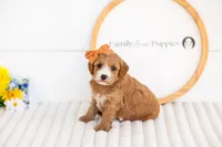 Mary - Mini, a female Miniature Goldendoodle for sale in Goshen, IN – 2 of 3