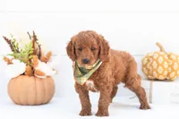 Armani - Mini, a male Goldendoodle for sale in Goshen, IN – 4 of 4