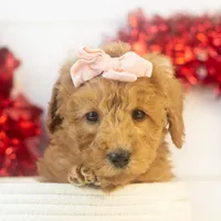 Bingo - Micro, a female Goldendoodle for sale in Goshen, IN – Photo 9 of 10