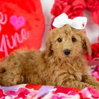 Bingo - Micro, a female Goldendoodle for sale in Goshen, IN – Photo 8 of 10