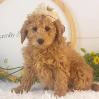 Bingo - Micro, a female Goldendoodle for sale in Goshen, IN – Photo 6 of 10